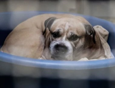 Ο Τσίκο σκότωσε τους ιδιοκτήτες του, αλλά πολλοί άνθρωποι ζητούν να μην θανατωθεί και θέλουν να τον υιοθετήσουν